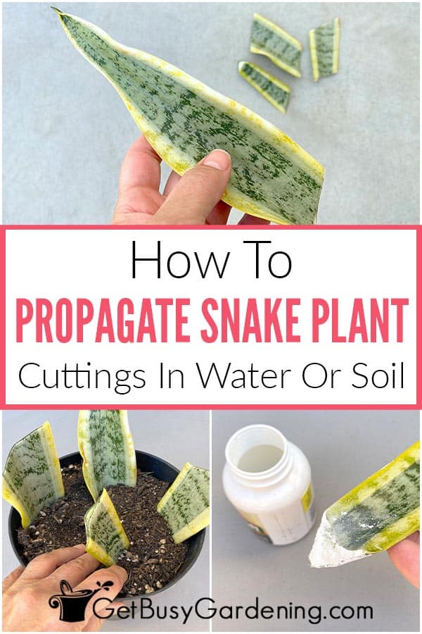How To Propagate Snake Plant Cuttings In Water Or Soil