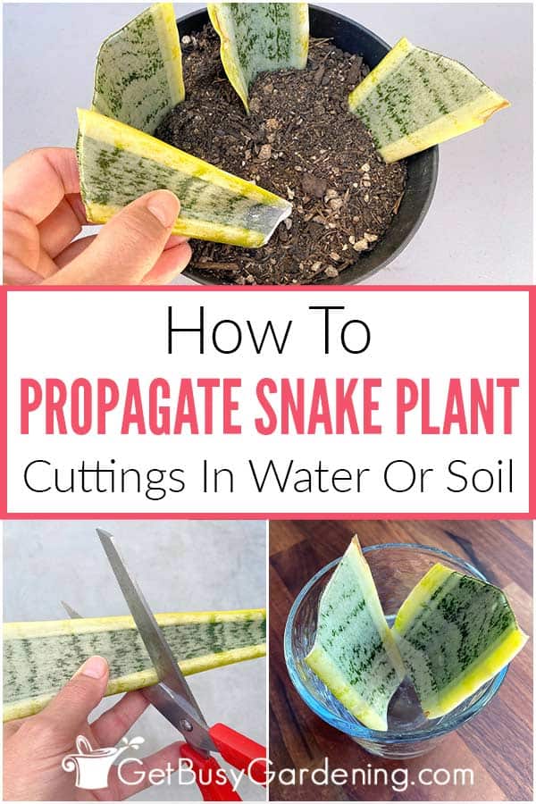 How To Propagate Snake Plant Cuttings In Water Or Soil