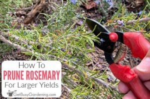 How To Prune Rosemary To Promote Growth & Maximize Yield