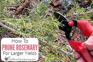 Pruning Rosemary To Promote Growth & Larger Yields
