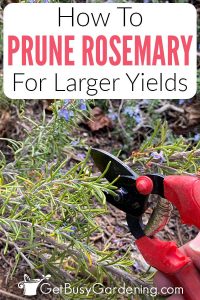 How To Prune Rosemary To Promote Growth & Maximize Yield