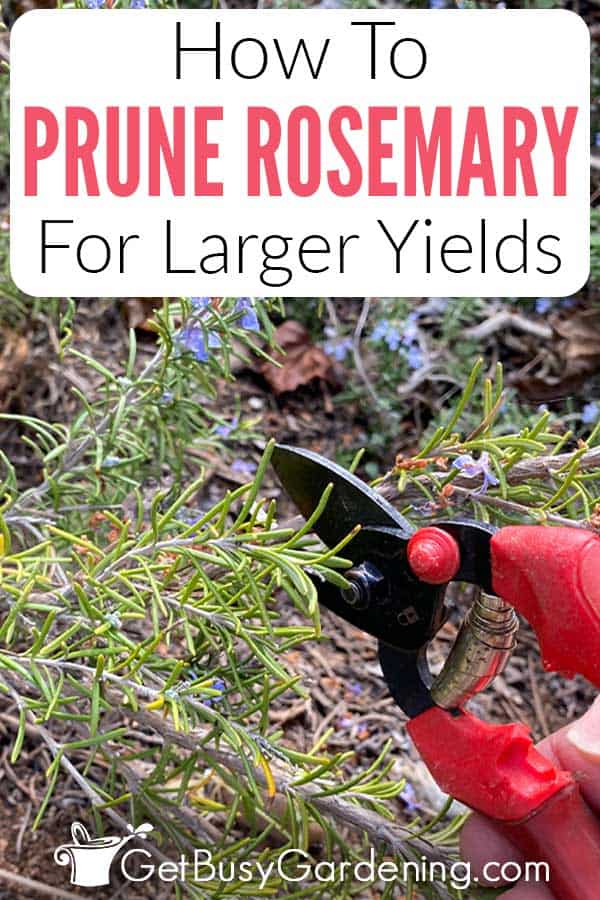 How To Prune Rosemary For Larger Yields