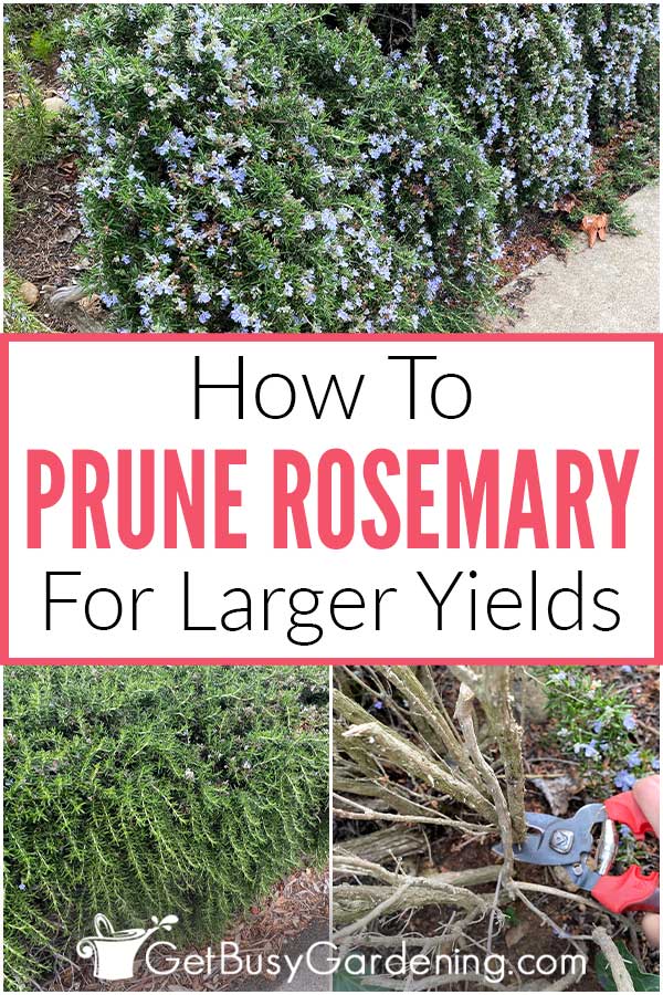 How To Prune Rosemary For Larger Yields