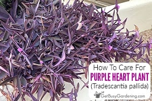 How To Care For Purple Heart Plant (Purple Queen, Tradescantia pallida)