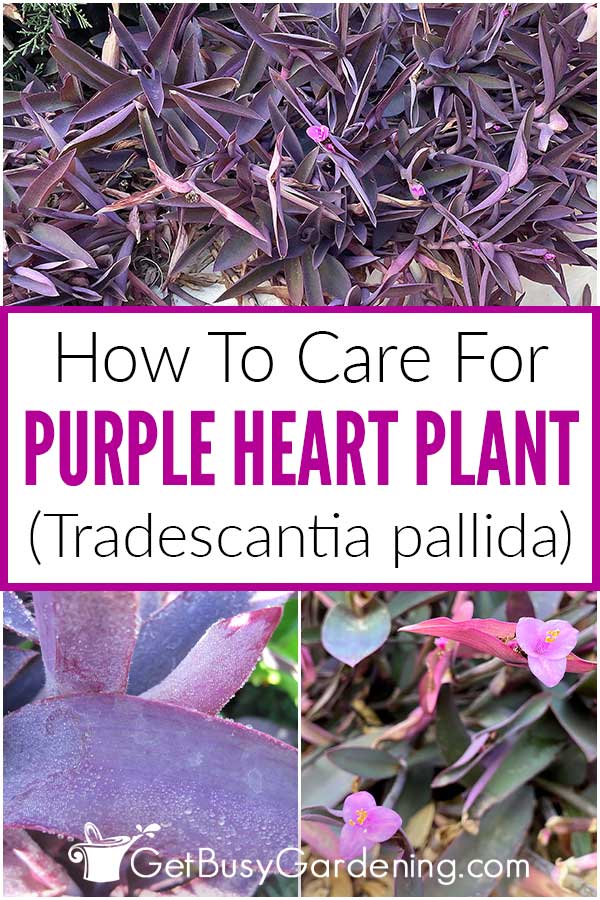 How To Care For Purple Heart Plant (Tradescantia pallida)