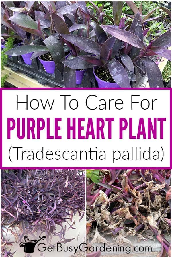 How To Care For Purple Heart Plant (Tradescantia pallida)