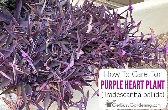 How To Care For Purple Heart Plant (Purple Queen, Tradescantia pallida)