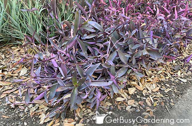 Purple queen plant in an outdoor garden