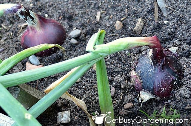 Red onions growing in the garden