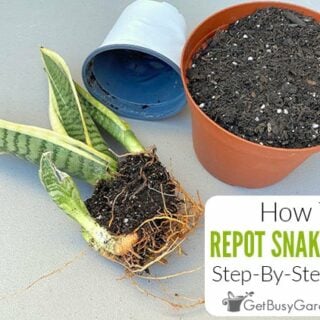 Repotting Snake Plants: When & How To Do It Step By Step