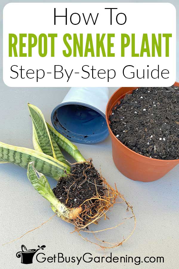 How To Repot Snake Plant Step-By-Step Guide