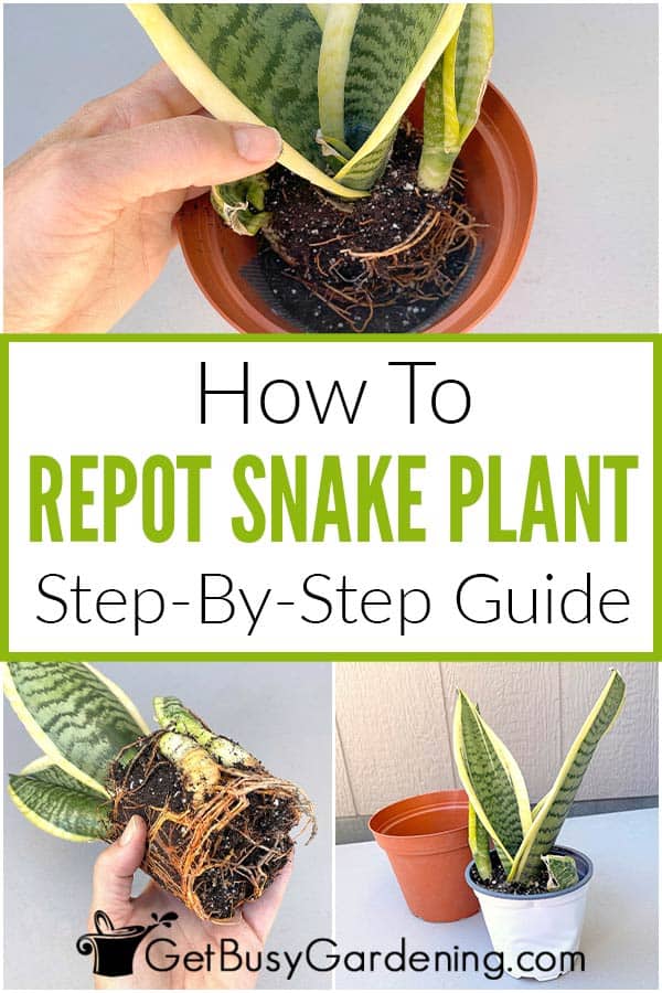 How To Repot Snake Plant Step-By-Step Guide
