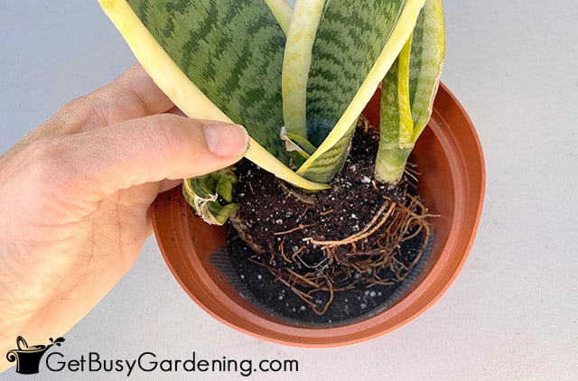 Repotting snake plant in a new container