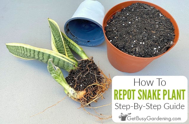 repotting snake plants when how to do it step by step