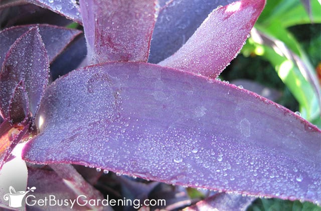 Rich purple color on a Tradescantia pallida leaf
