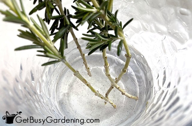 Rooting rosemary cuttings in water