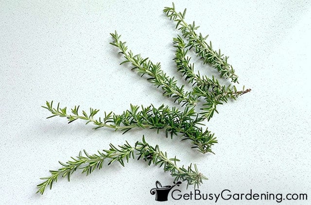 Rosemary harvested from my garden