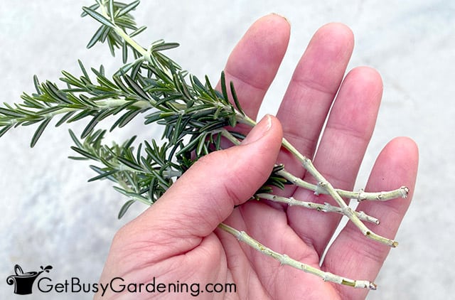 Rosemary stems ready to be propagated