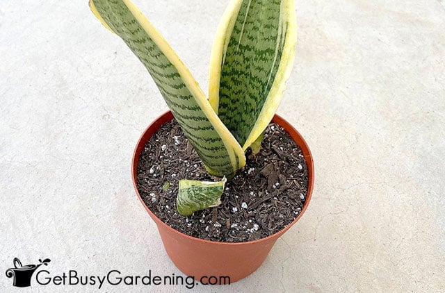 Sansevieria repotted in new a container