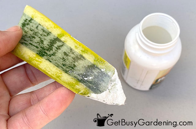 Snake plant cutting dusted with rooting hormone
