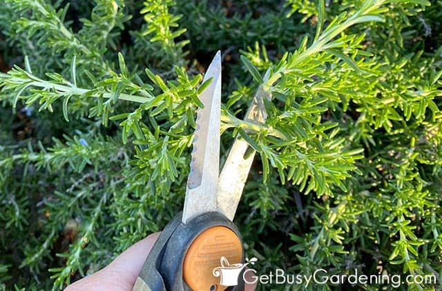 Taking softwood rosemary stem cuttings for propagation