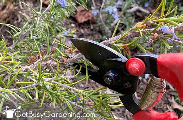 Trimming rosemary bushes to promote growth