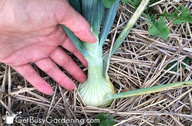 White onion bulb growing bigger