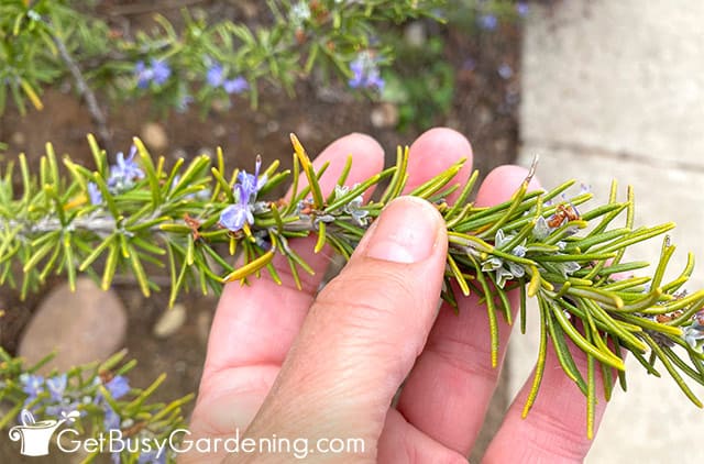 Yellow rosemary leaves not good to eat