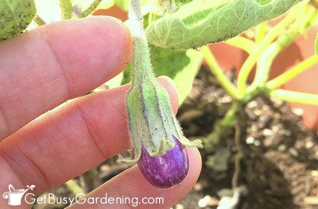 Baby eggplant forming after pollination