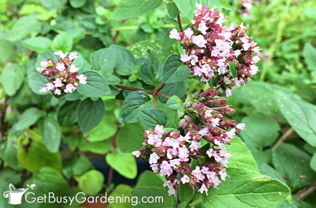 Beautiful purple oregano flowers