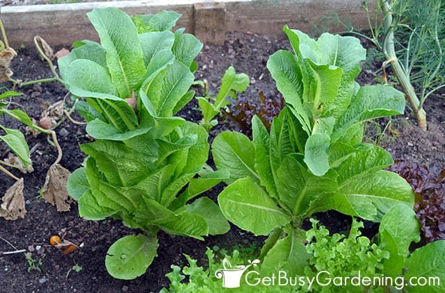 Bolting lettuce plants in the garden
