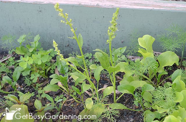 Bolting spinach plants in the garden