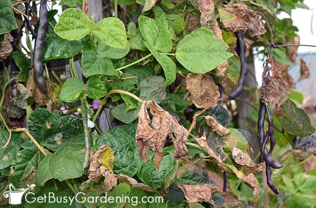 Brown leaves on green bean plant