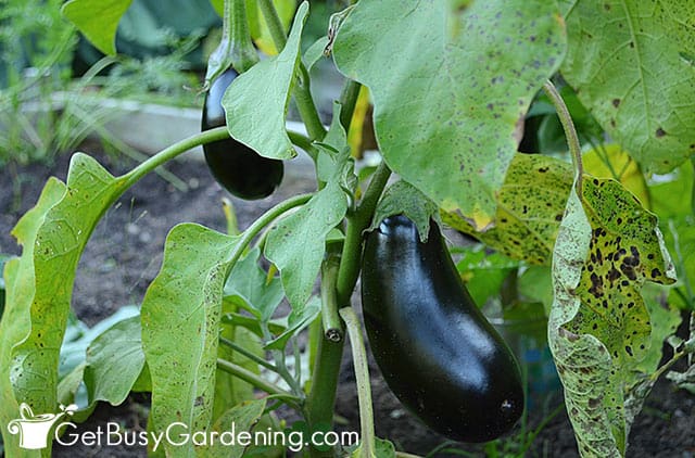 Different eggplant growing stages