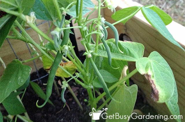 Different green bean growing stages