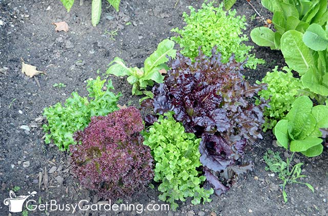 Different lettuce varieties growing in rows