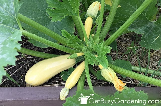 Different summer squash growing stages