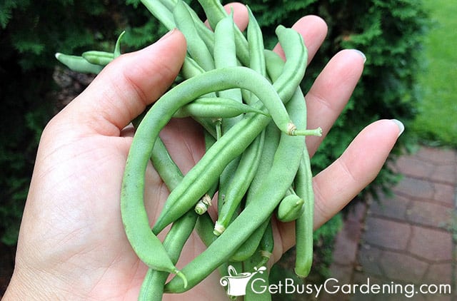 Freshly picked green beans from my garden
