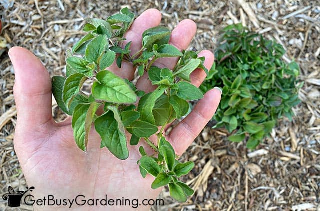 Freshly picked oregano ready to eat