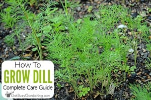How To Grow Dill At Home