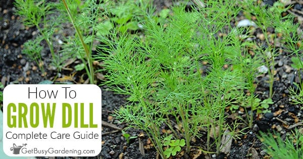 Growing Dill Complete How To Care Guide Get Busy Gardening