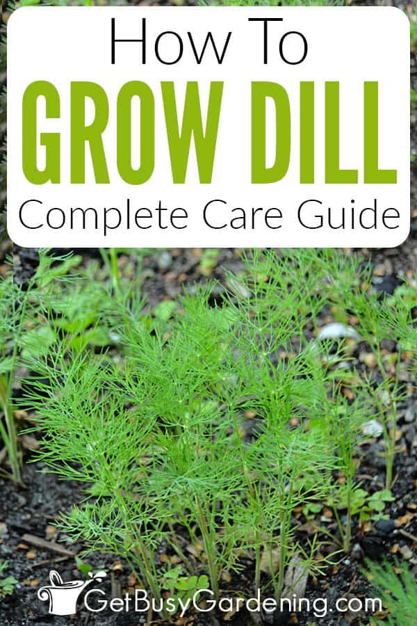 How To Grow Dill Complete Care Guide