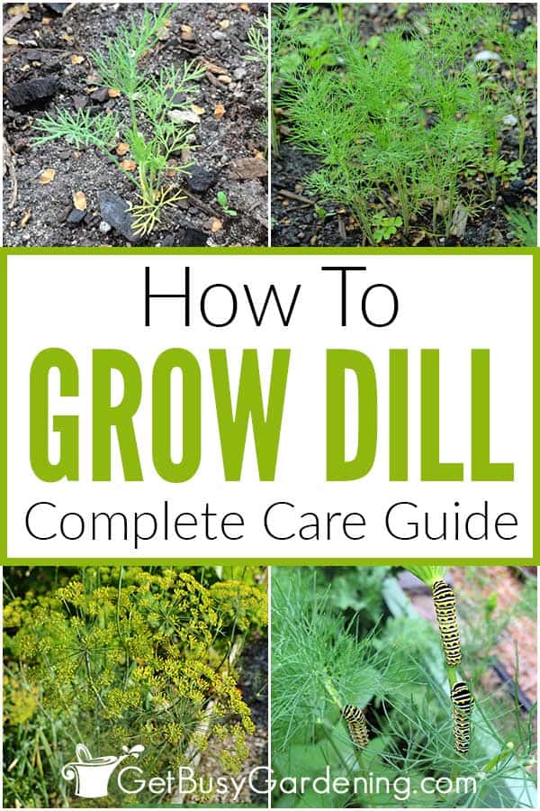 How To Grow Dill Complete Care Guide