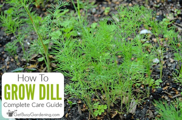 How To Grow Dill At Home