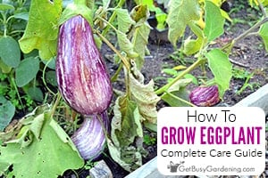 How To Grow Eggplant At Home