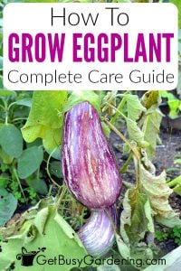 Growing Eggplant: The Complete How To Guide - Get Busy Gardening