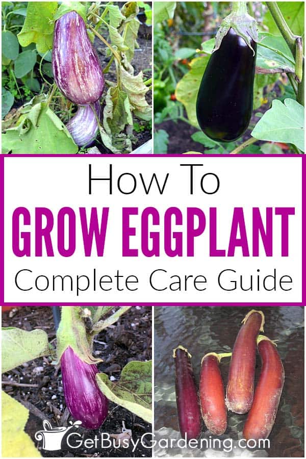 How To Grow Eggplant Complete Care Guide