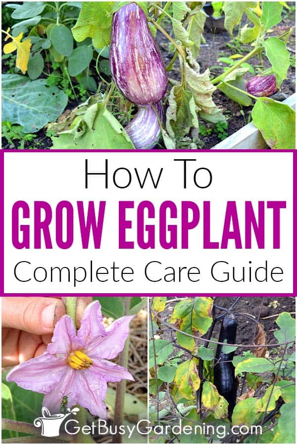 How To Grow Eggplant Complete Care Guide