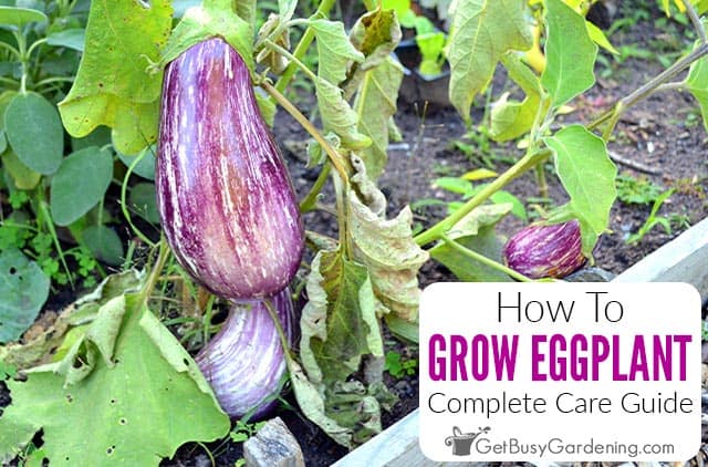 How To Grow Eggplant At Home