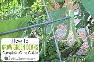 How To Grow Green Beans At Home